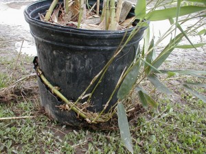 2 gallon bamboo