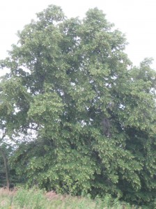 American-Basswood-Flowering