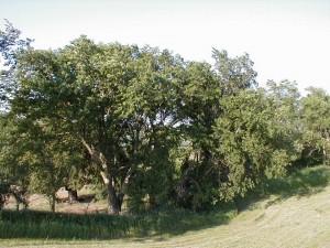 American Elm