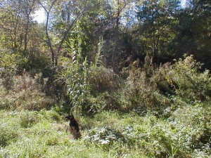 arundo donax