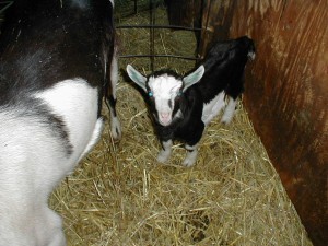 alpine goat