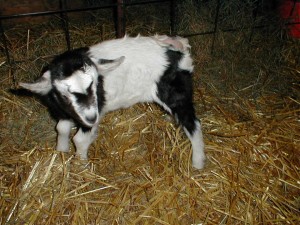 alpine baby goat