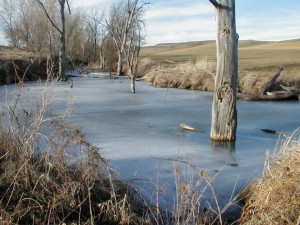 Beaver Pond Ice