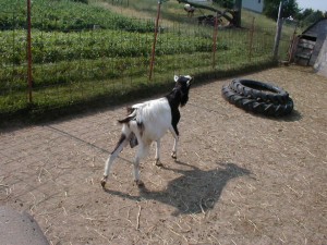 black white goat