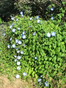 Blue-Morning-Glory