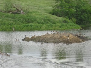 Canadian-Geese-Island