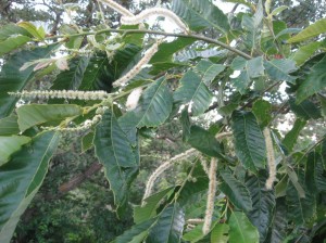 Chestnut-Flowers