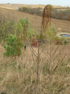 Chinese-Catalpa-Pods