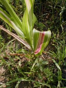 variegated corn