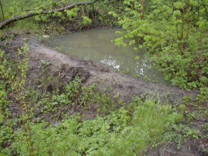 damaged vernal pond