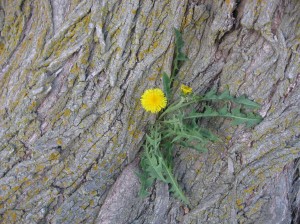 Dandelion-Tree-Trunk