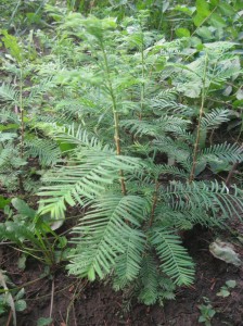 Dawn-Redwood-Cuttings