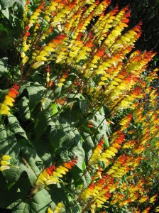 Firecracker-Vine-Flowers