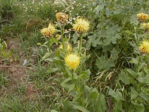 Giant Knapweed