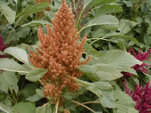 Amaranth flowering