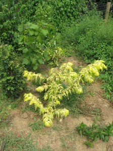 Golden-Dawn-Redwood