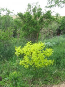 Golden-Hops-Tree