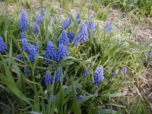 Grape Hyacinth