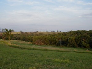 Grassland Forest