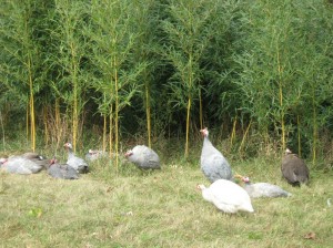 Guinea-Bamboo-Phyllostachys