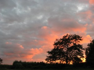 Highlighting-Honey-Locust