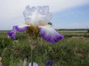 Sky Iris