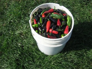 Jalapeno-Fall-Harvest