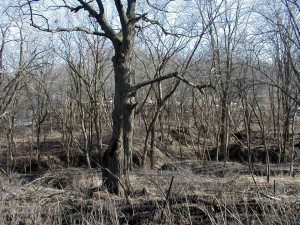 American Basswood