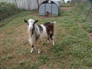 hairy goat