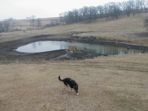 Island pond