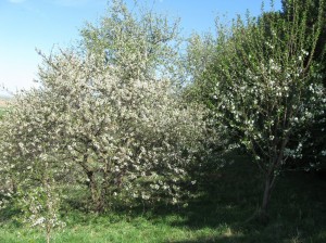 Northstar-Cherry-Flowers