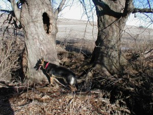 silver maple hole