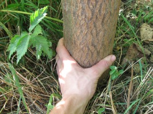 Paulownia-Tree-Trunk