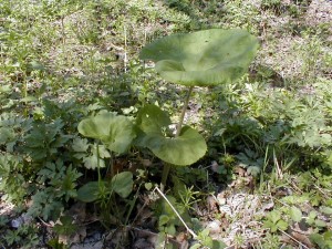 giant petasites