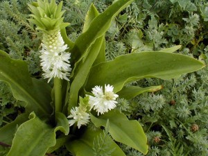 Pineapple Lily