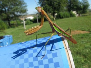 Praying-Mantis-Adult