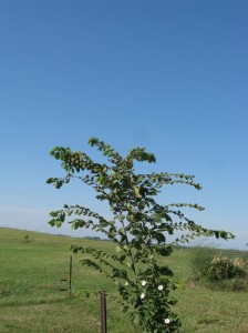 Princeton-Elm-Bindweed-Flowering