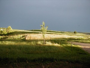 Princeton ded resistant elm