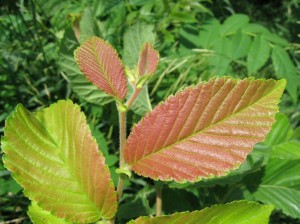 Prospector-Elm-Young-Leaves