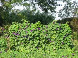 Purple-Flowered-Morning-Glory