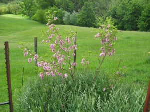 Purple-Robe-Locust