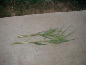 Giant Reed Rabbit