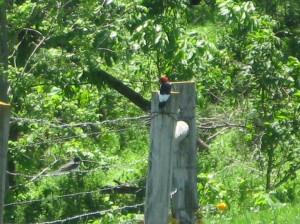 Redheaded-Woodpecker