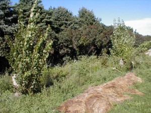 Lombardy Poplar