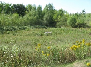 Shallow-Pond-Before