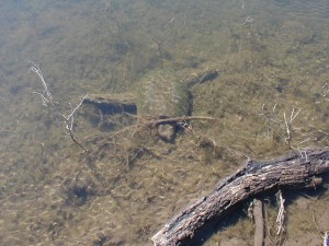 snapping turtle