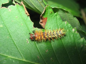 Spiny-Caterpillar