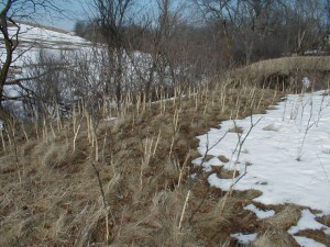 Sumac Rabbit Damage