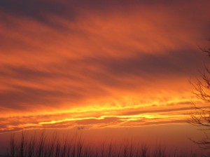 Sunset-Willow-Screen