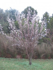 Sweetheart-Apricot-Flowers